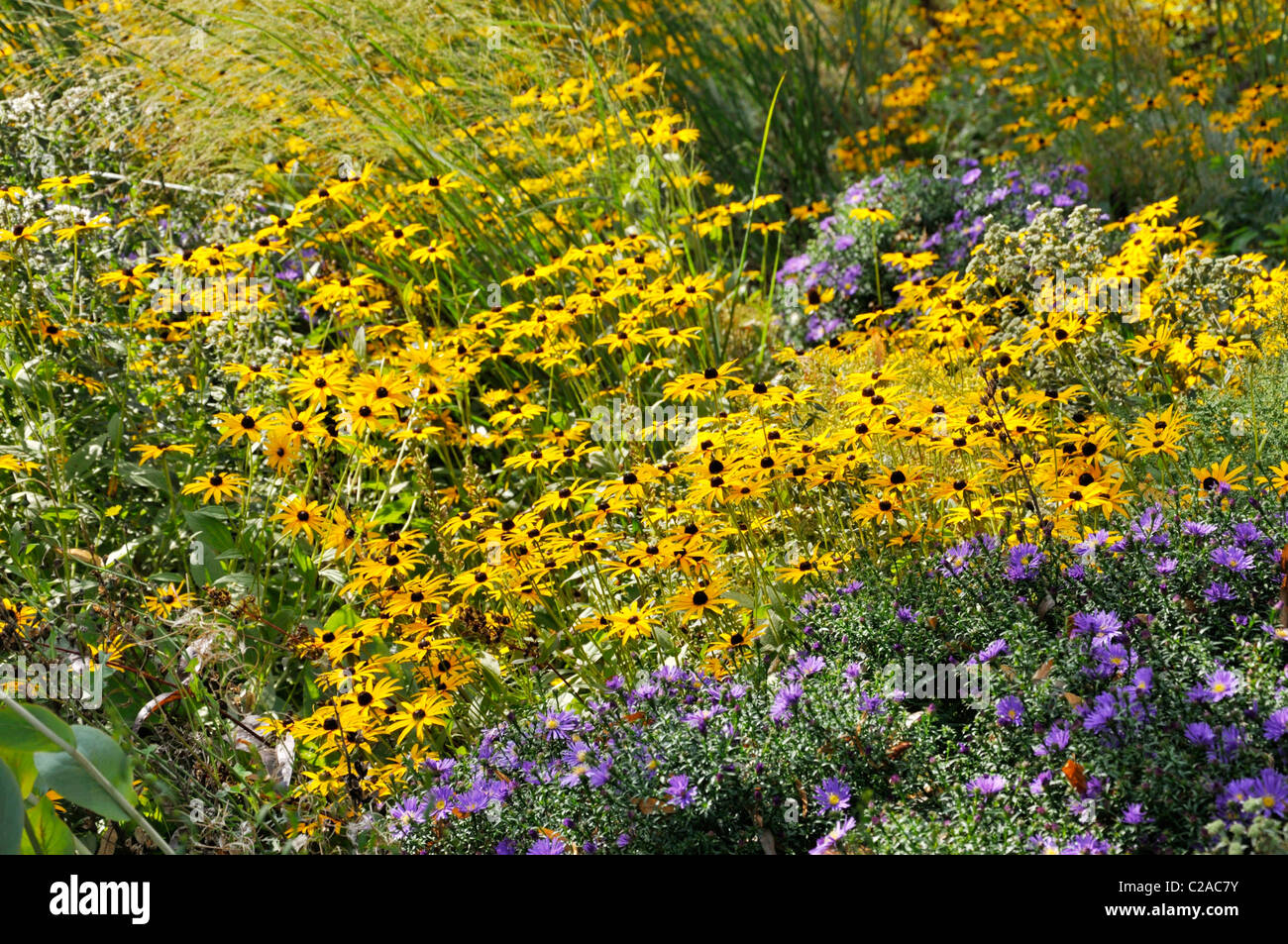 Cono arancione fiore (rudbeckia fulgida) e gli astri (ASTER) Foto Stock