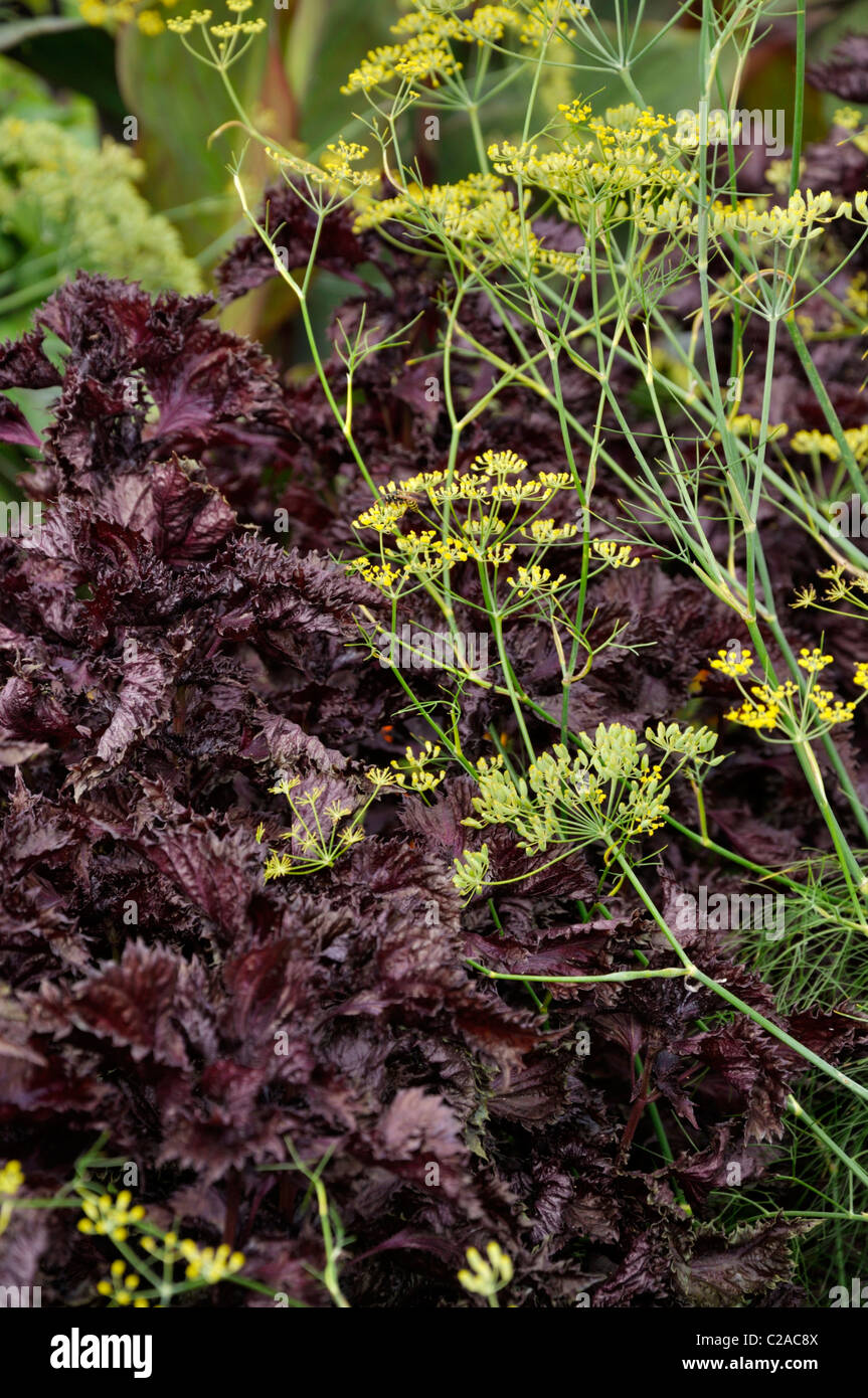 Finocchio (Foeniculum vulgare) e bistecca di manzo impianto (Perilla frutescens var. nankinensis) Foto Stock