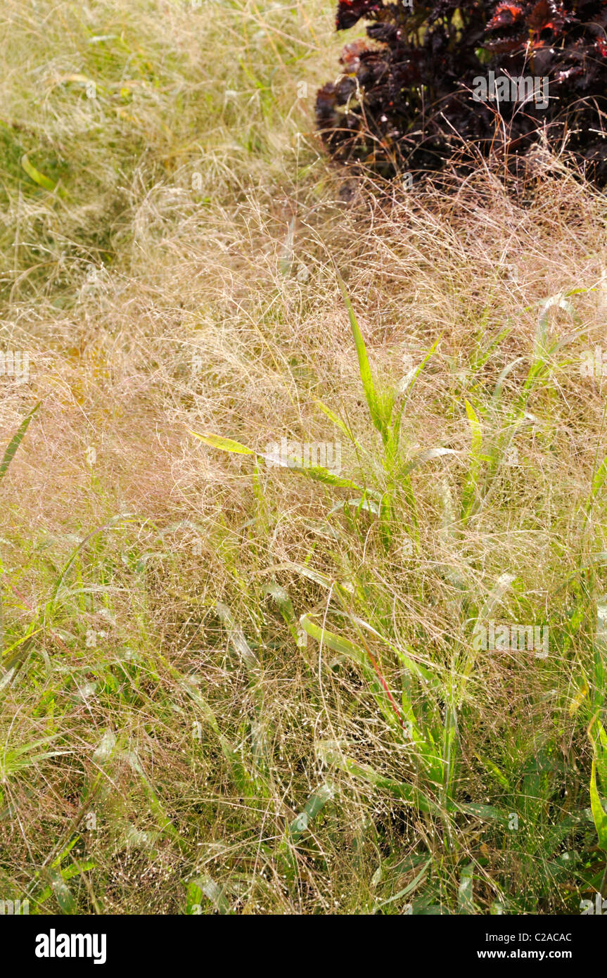 Interruttore per erba (Panicum virgatum " fontana d'oro") Foto Stock