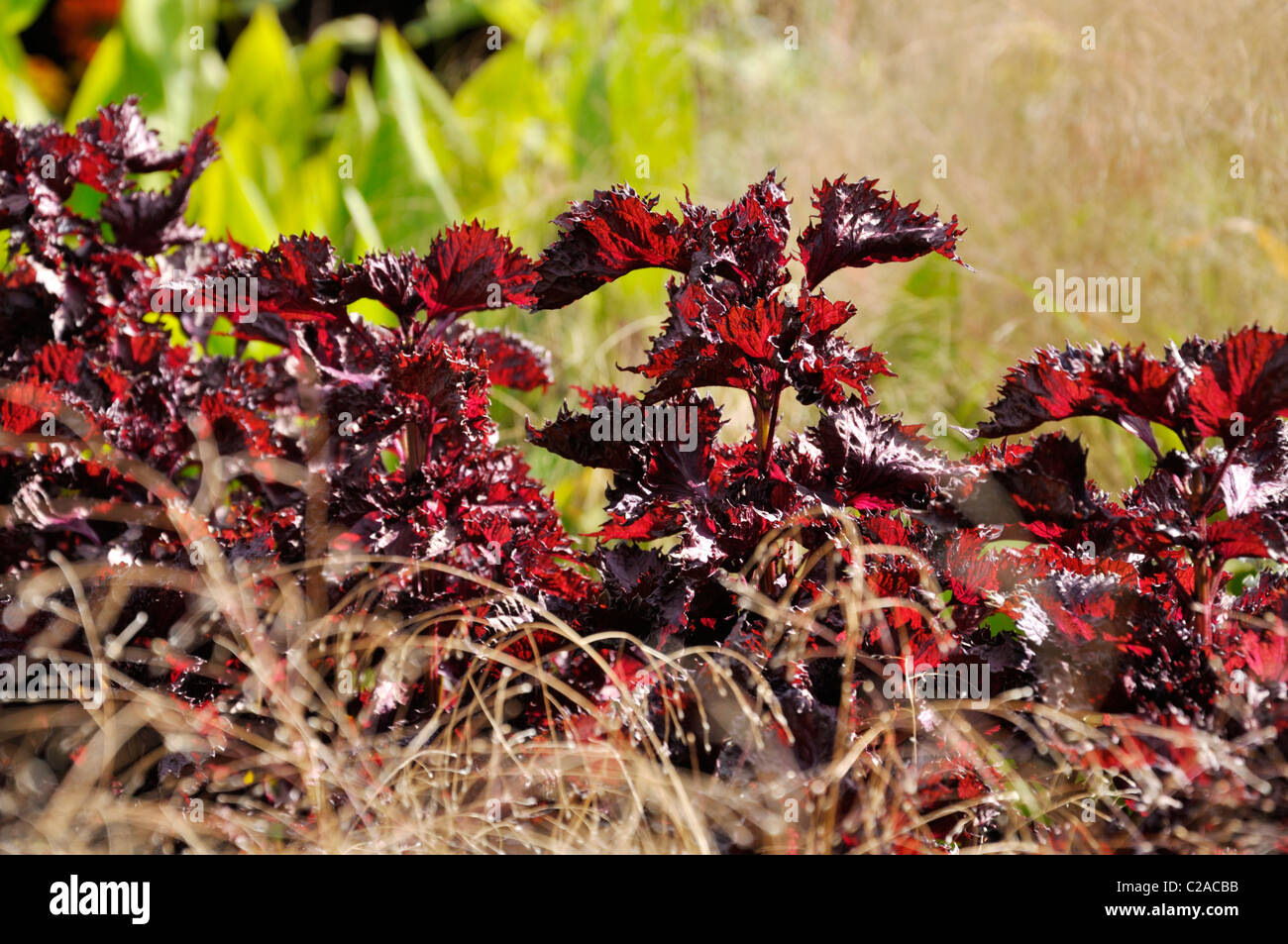 Bistecca di manzo impianto (Perilla frutescens var. nankinensis) Foto Stock