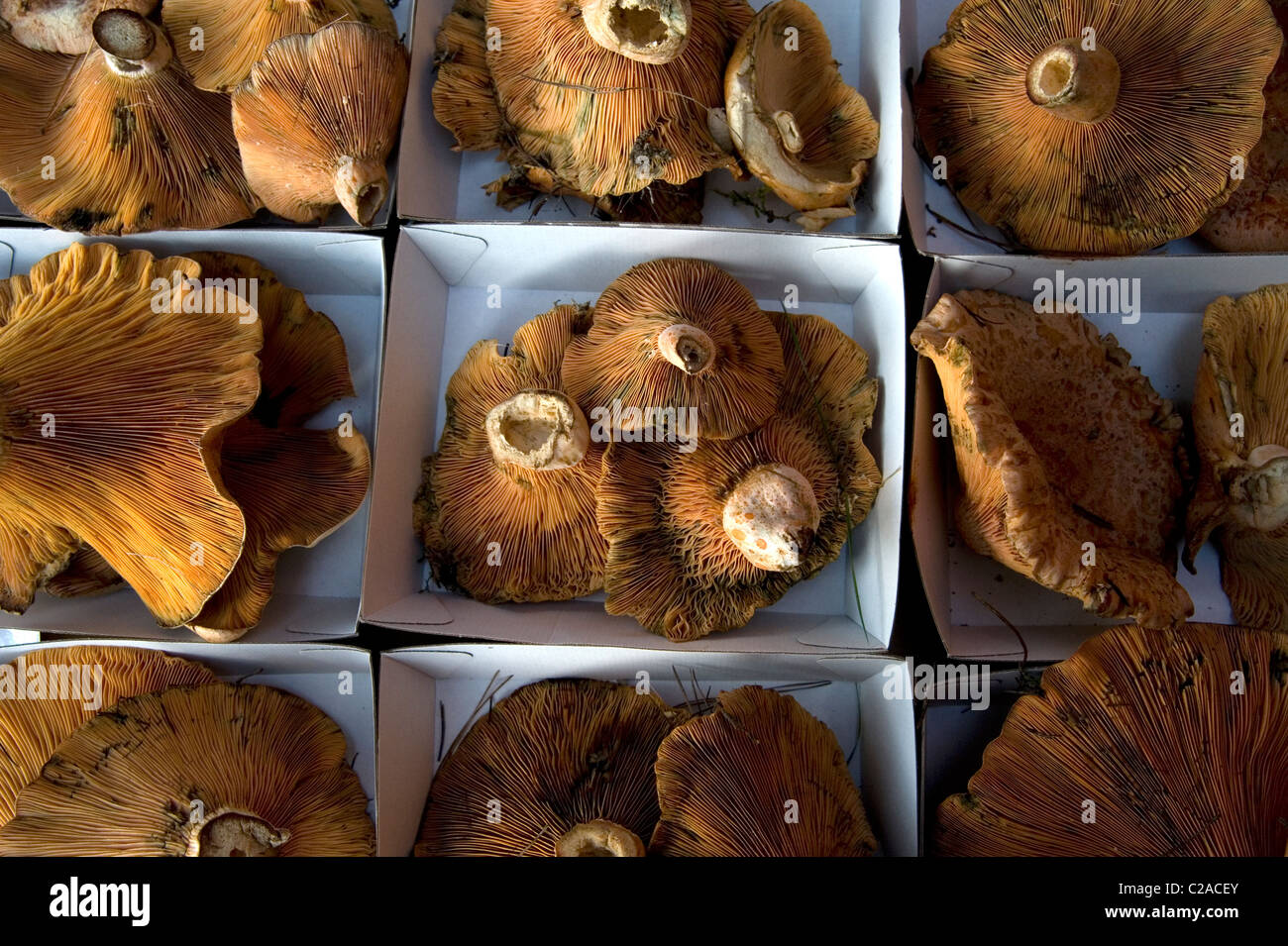 Campo di pino funghi Lactarius delicious Safron cappuccio di latte Foto Stock