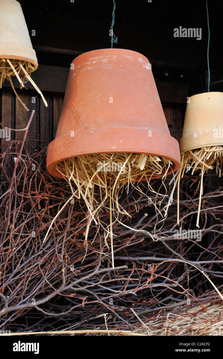 Aiuto di nidificazione per gli insetti fatta di vasi di terracotta con paglia Foto Stock
