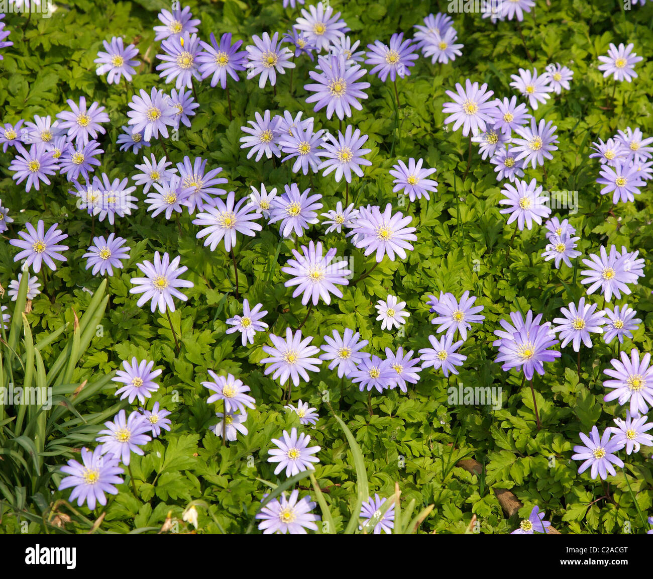 Anemone blanda o moquette Windflower il suolo in primavera Foto Stock