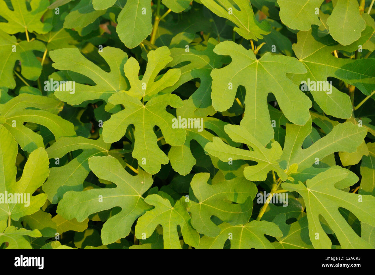 Comune fig (Ficus carica) Foto Stock