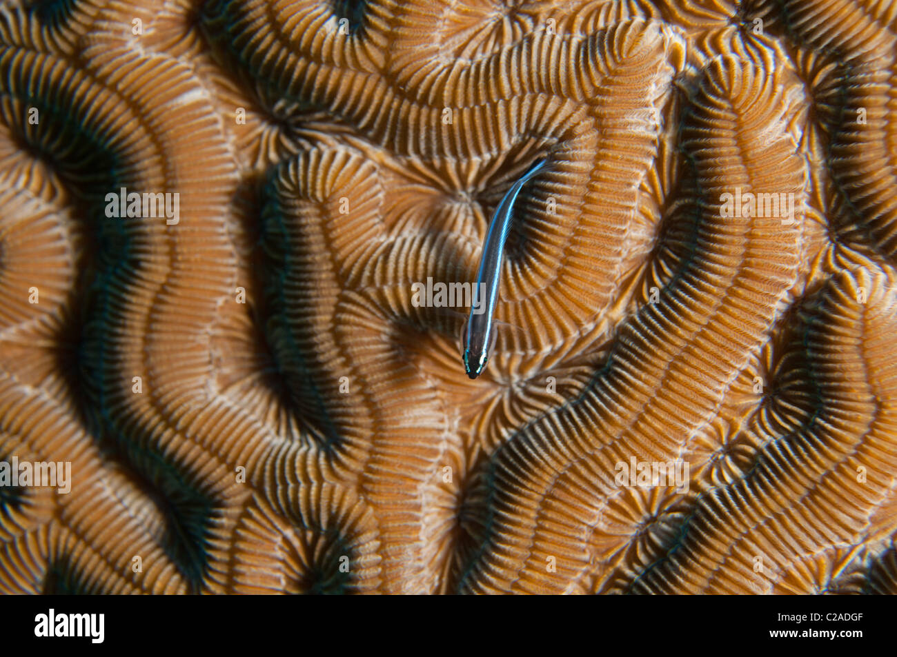 Il Neon Gobi pesce può quasi sempre essere trovato appollaiate sul cervello di corallo. Foto Stock