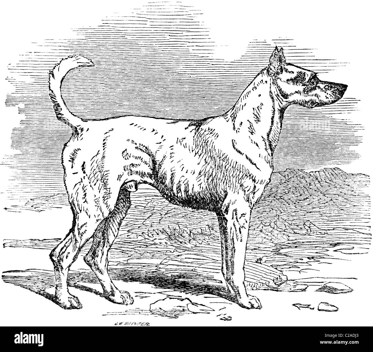 Xix secolo illustrazione del libro preso dalla nona edizione (1875) della Enciclopedia Britannica, di Terrier Foto Stock