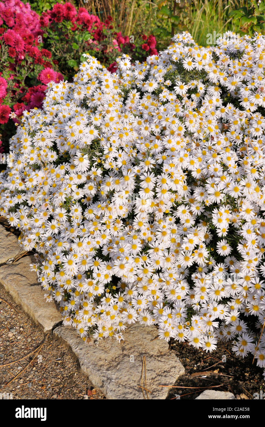 Folte Aster (Aster dumosus "Apollo") Foto Stock