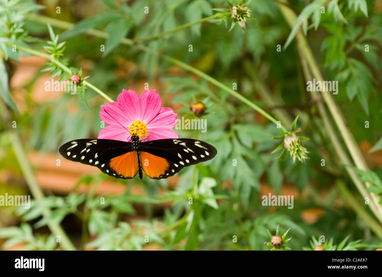 Crema di latte macchiato clearwing farfalla in Costa Rica giardino Foto Stock