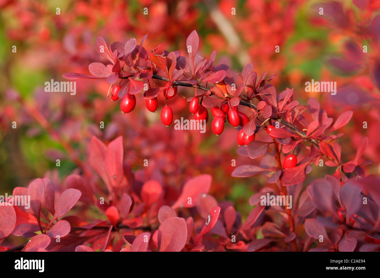 Foglia viola Crespino (berberis thunbergii atropurpurea "') Foto Stock