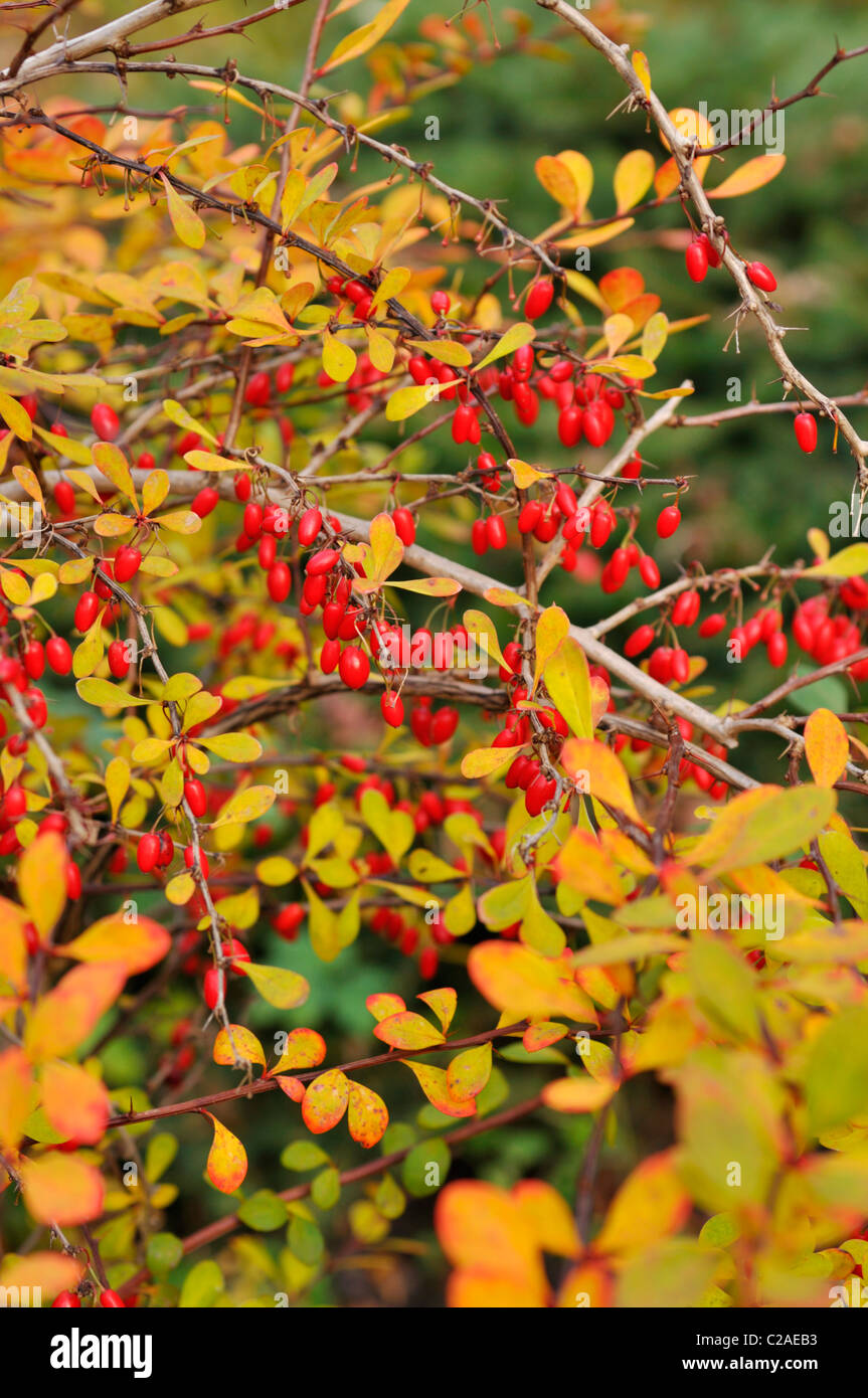 Foglia viola Crespino (berberis thunbergii) Foto Stock