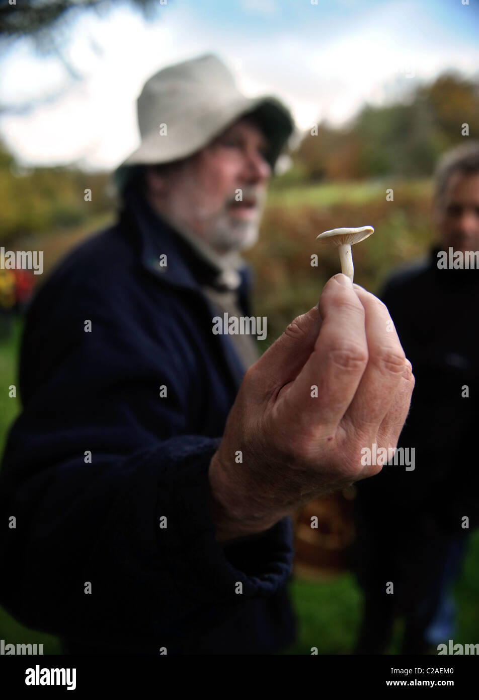 Rovistando esperto Raoul Van Den Broucke visualizza il mortale fungo velenoso Clitocybe Dealbata o avorio imbuto durante un campo t Foto Stock