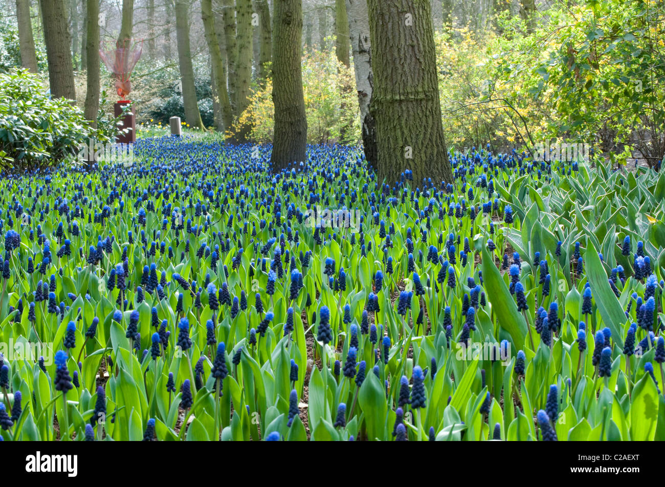 Uva giacinti, Muscari nel legno, Keukenhof, Olanda, Niederlande, Foto Stock