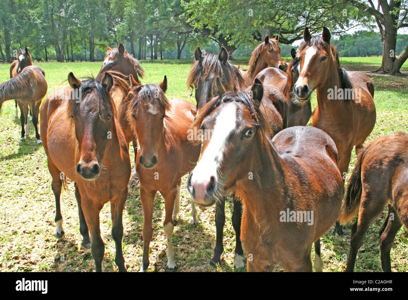 Cavalli sul cavallo fattoria Ocala Florida Foto Stock