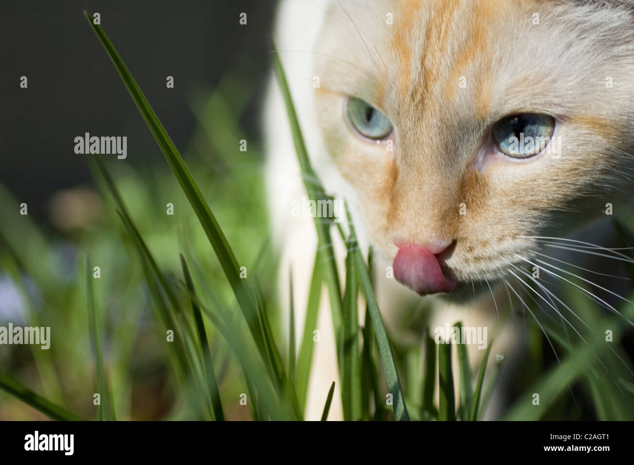 Vista dettagliata del gatto bianco in erba, cercando di predatori e leccare il naso. Foto Stock