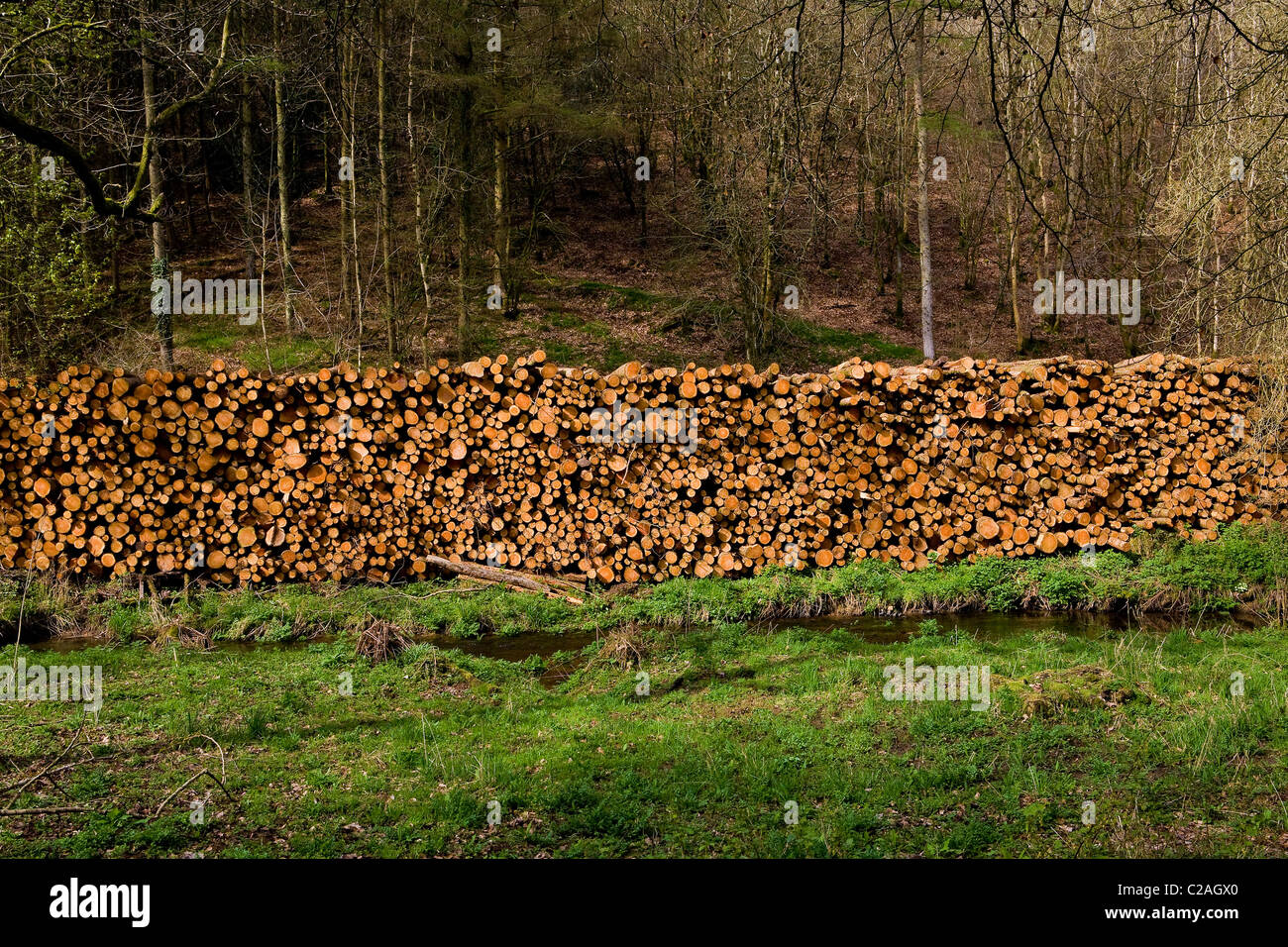 I registri di larice impilati in Somerset. Gli alberi sono stati abbattuti perché sono affetti dalla malattia di larici Foto Stock