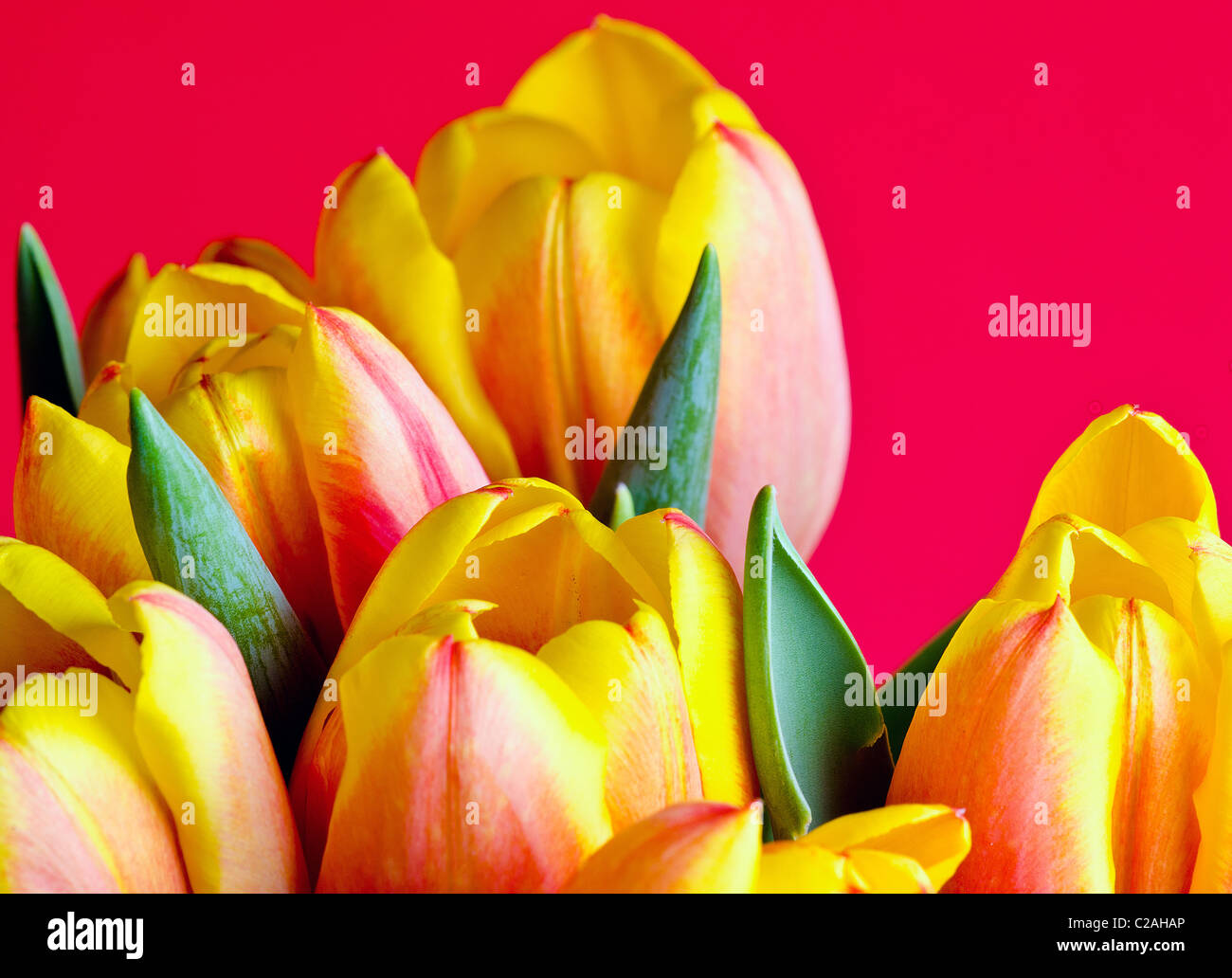 Chiudere il gruppo di tulipani colorati Foto Stock