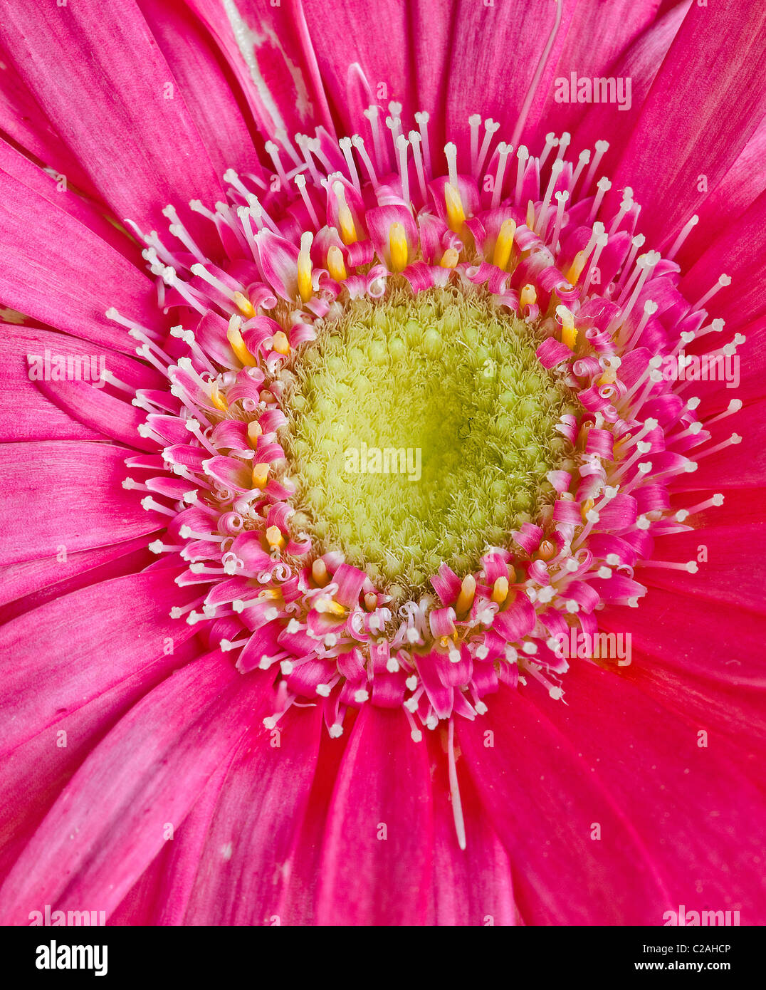 Close up di un colorato germini fiore Foto Stock