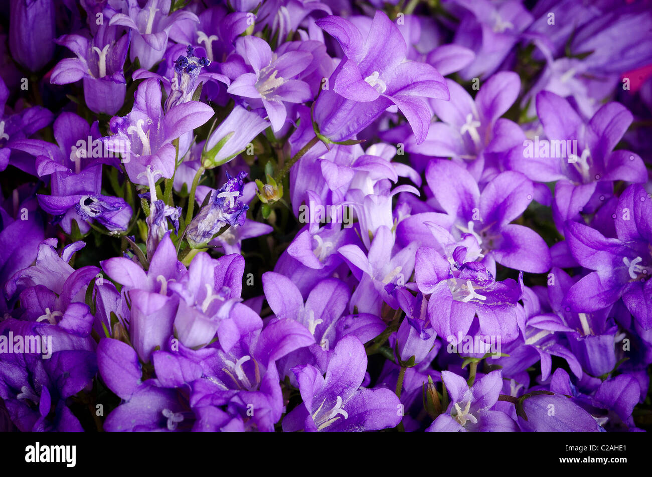 Un mazzetto di coloratissimi campanule Campanula rotundifolia Foto Stock