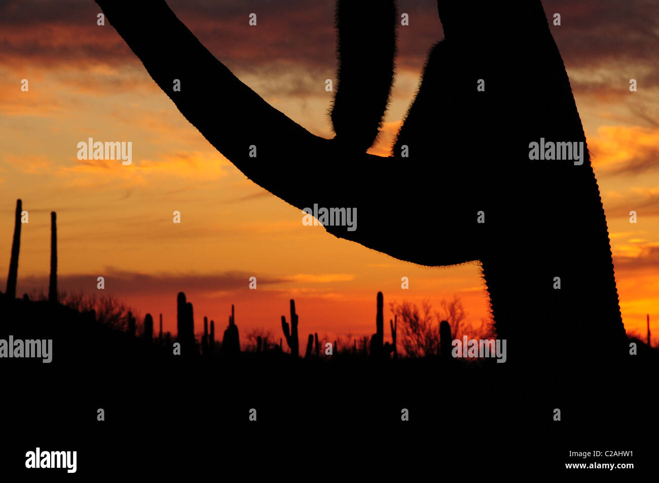 Ironwood Forest National Monument si trova a nord-ovest di Tucson, Arizona, nel deserto di Sonora, STATI UNITI D'AMERICA. Foto Stock