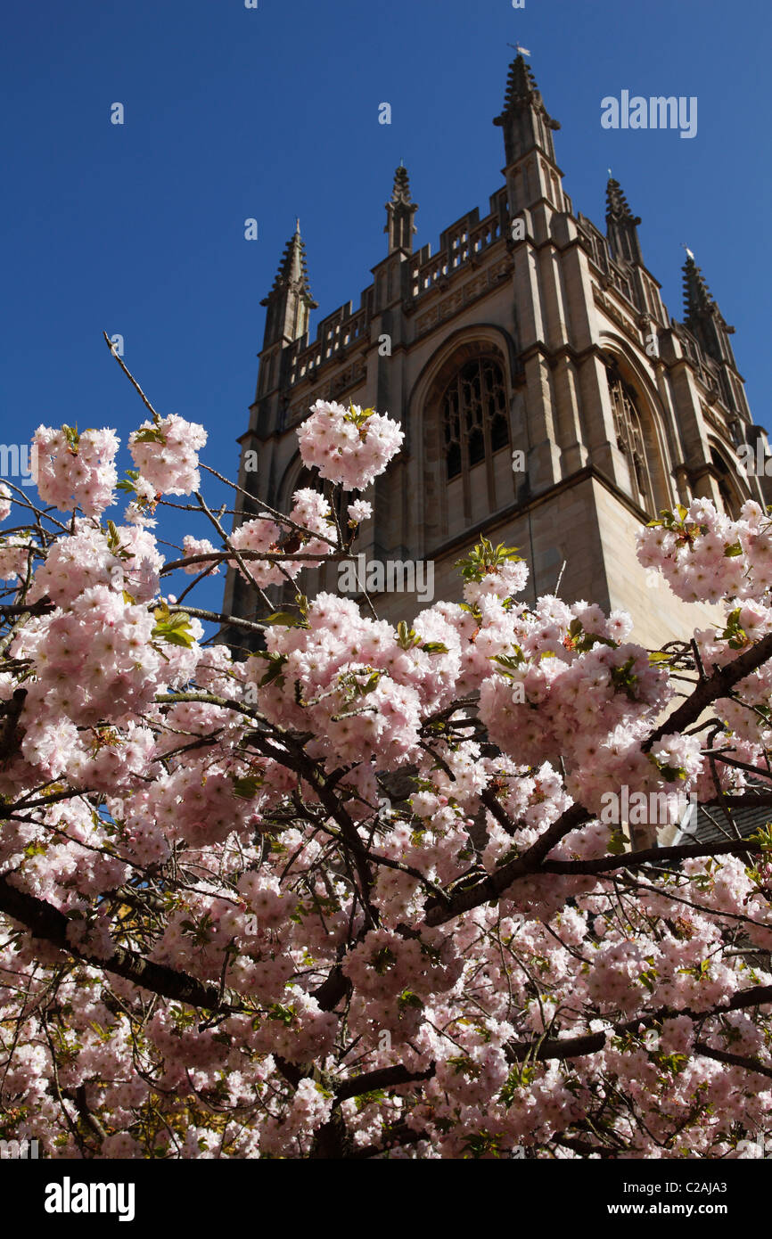 Primavera sbocciano i fiori e Merton College Chapel Tower, Oxford University, Inghilterra, Regno Unito Foto Stock
