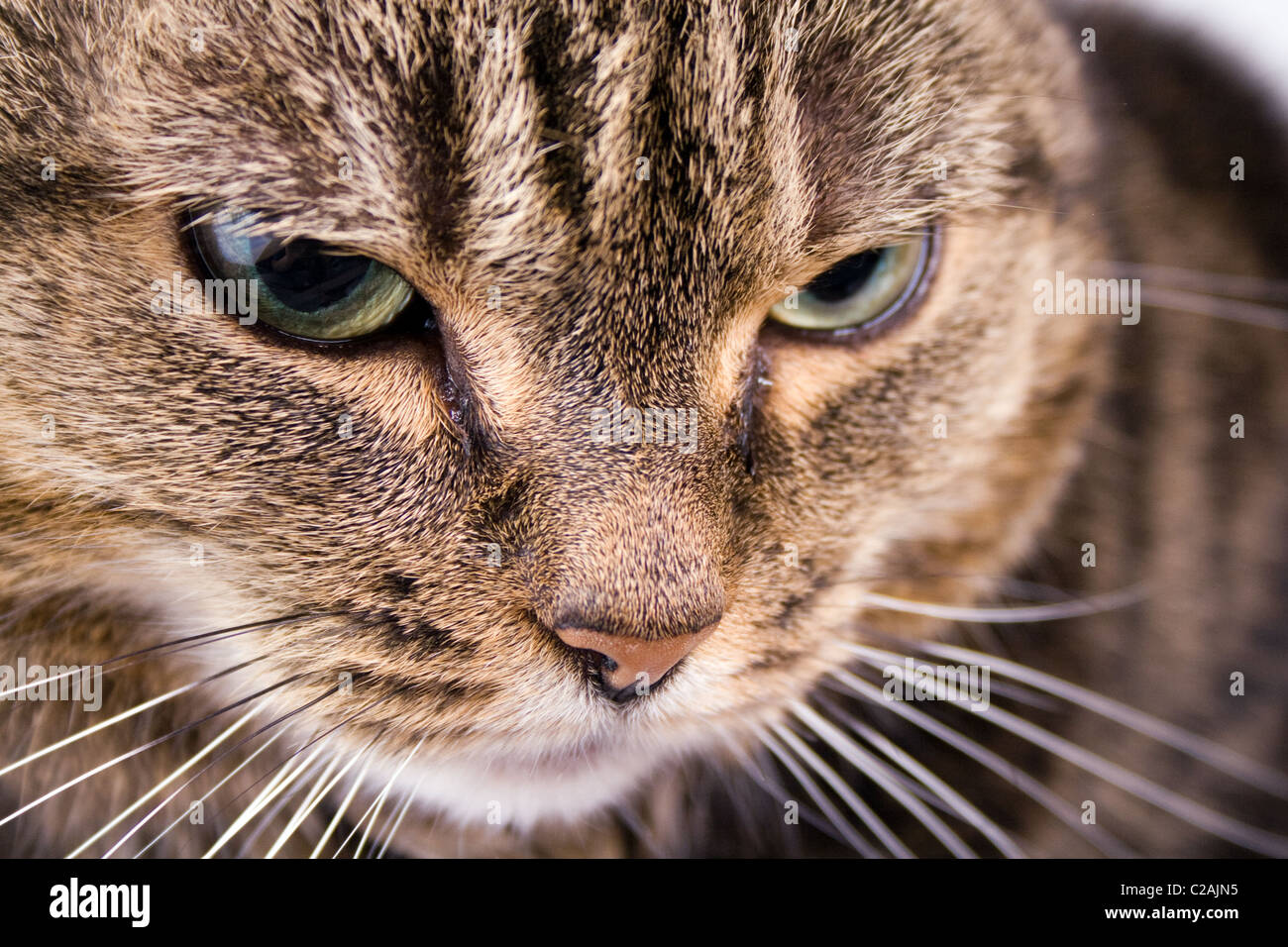 Sgombri Tabby cat close up viso Foto Stock