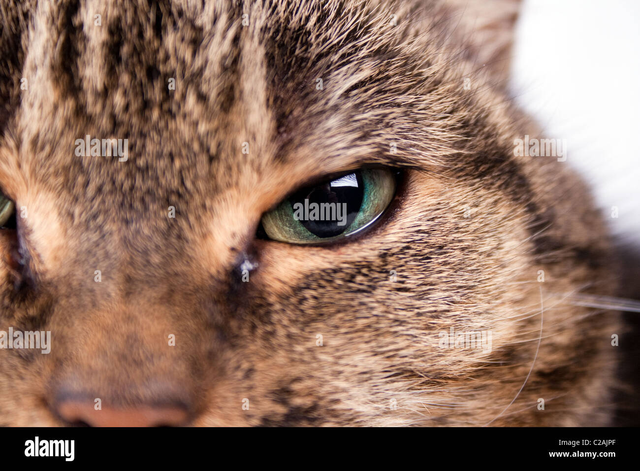 Sgombri Tabby cat close up viso Foto Stock