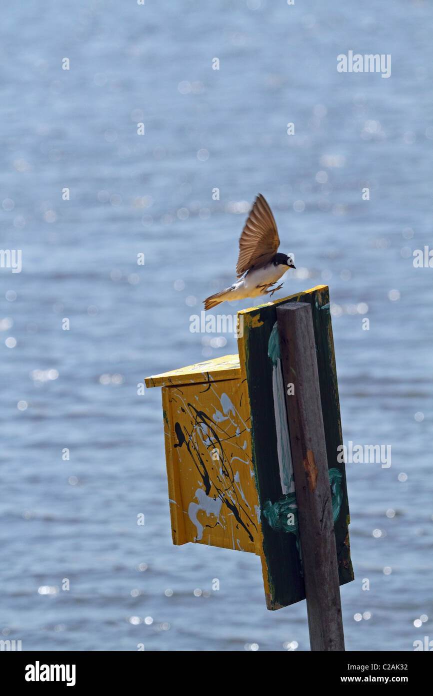 Una struttura Swallow, Tachycineta Bicolor, in atterraggio a sua scatola di nidificazione. Foto Stock