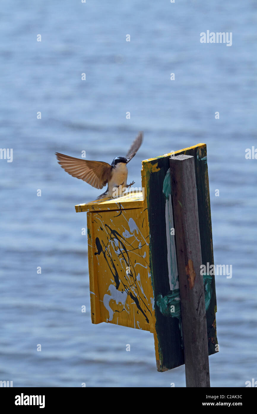 Una struttura Swallow, Tachycineta Bicolor, in atterraggio a sua scatola di nidificazione. Foto Stock