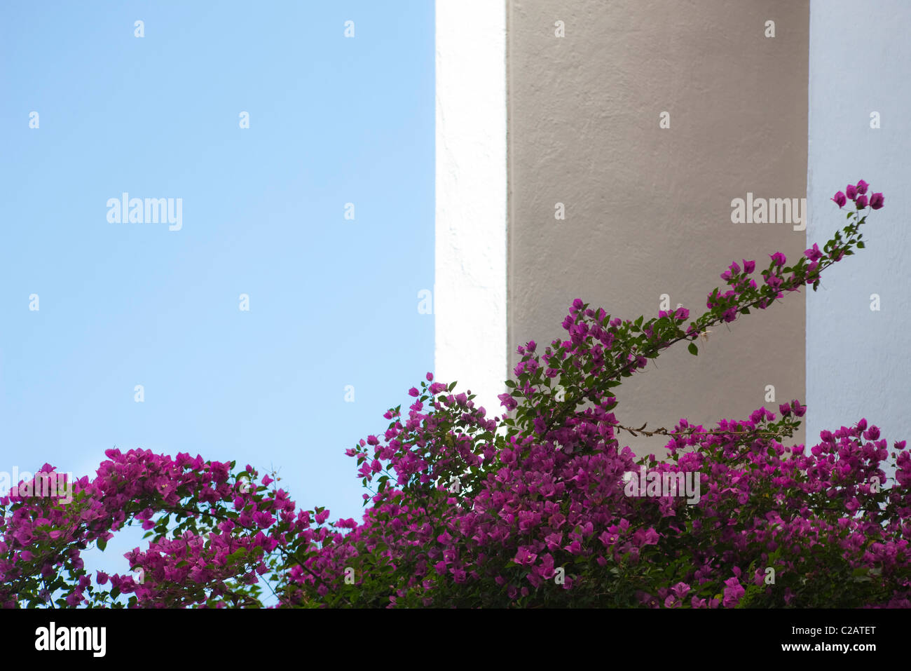 Fiori di azalea contro la colonna bianca Foto Stock