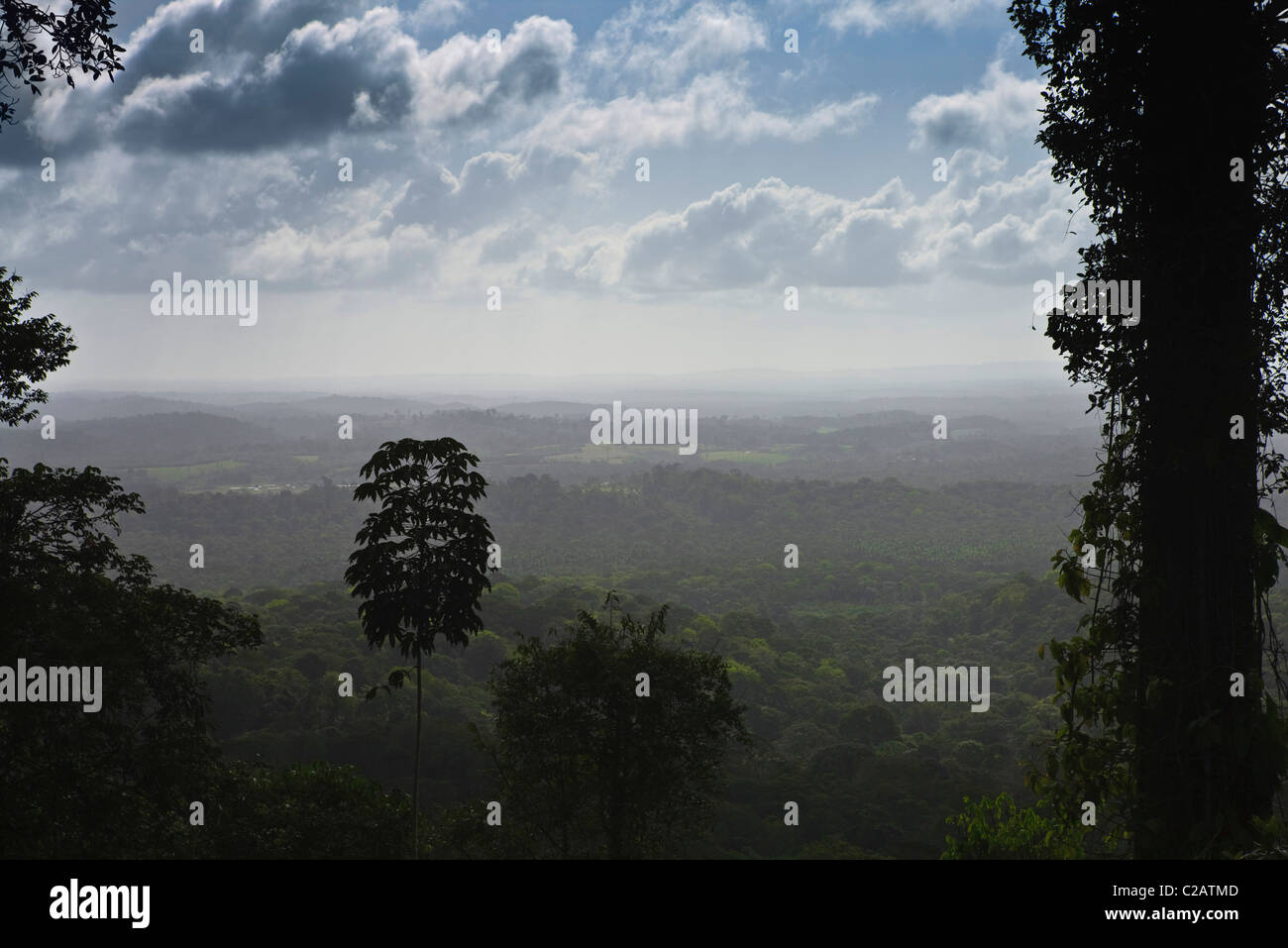 Sud America, Brasile, la foresta pluviale amazzonica in Amapa Affitto stato Foto Stock