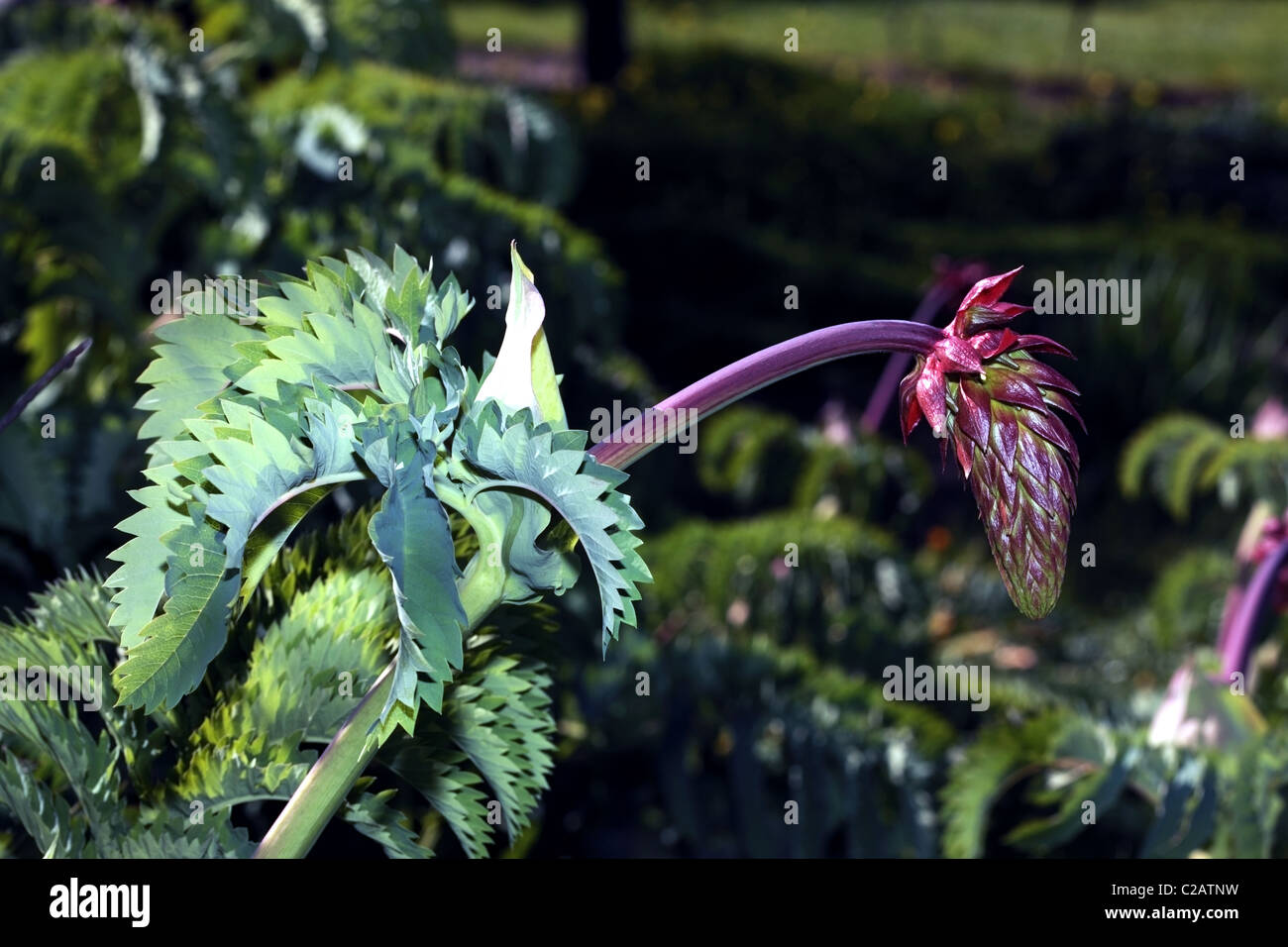 Fiore di miele- melianthus major- Famiglia Melianthaceae Foto Stock