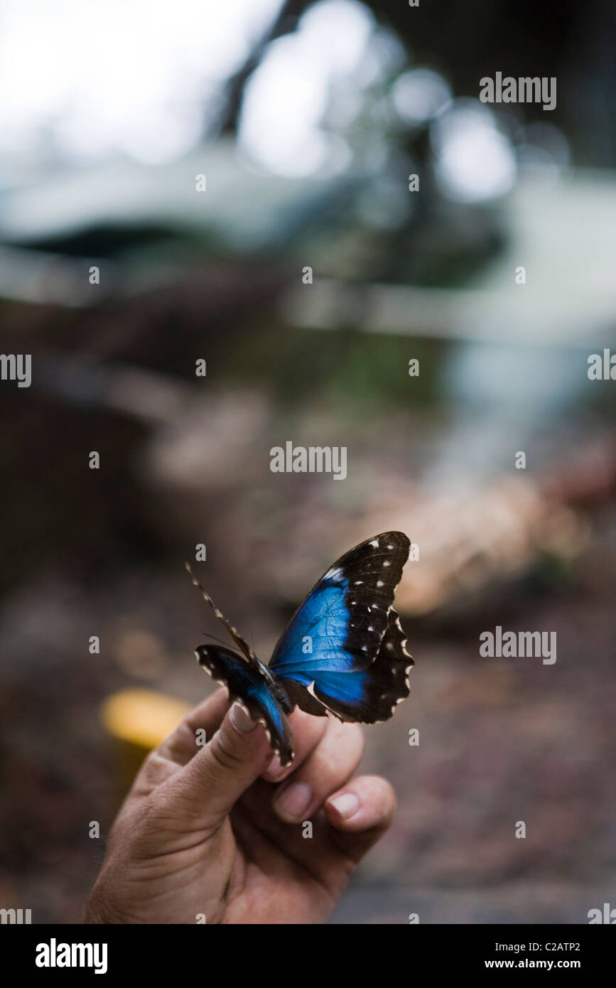Morpho butterfly da foresta pluviale amazzonica Foto Stock