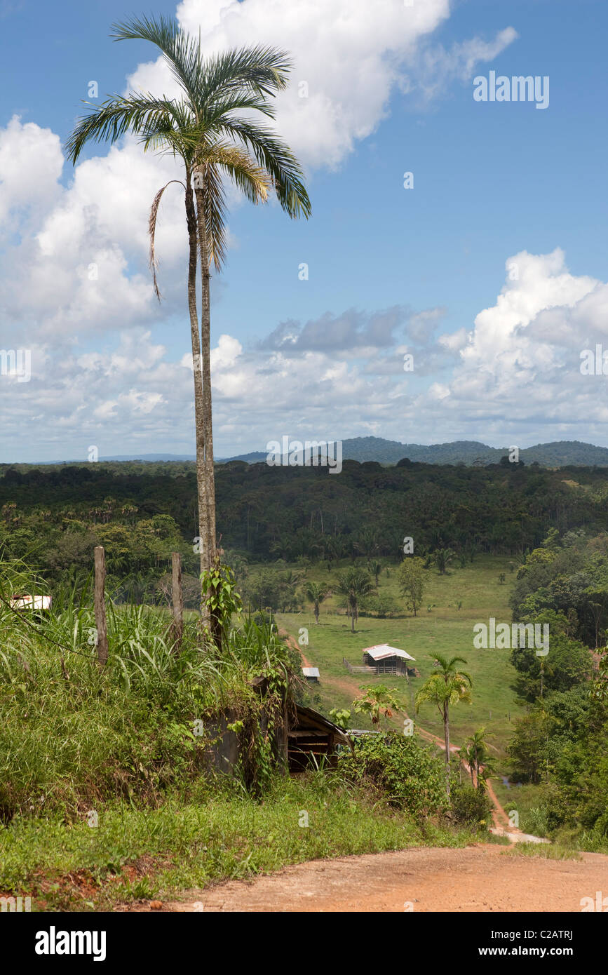 Sud America, Amazzonia Foto Stock