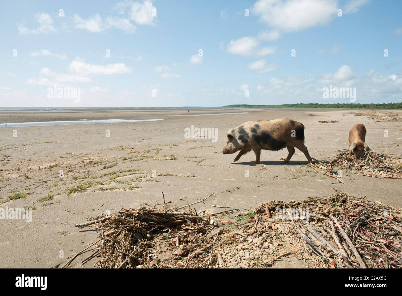 Suini sulla spiaggia, Amazon, Sud America Foto Stock