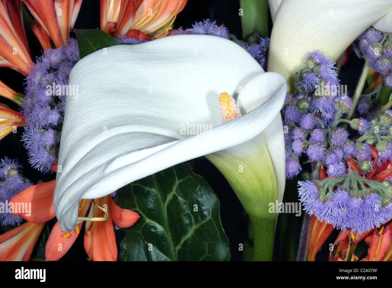 Arum Lily- Zantedeschia aethiopica- Famiglia Araceae Foto Stock