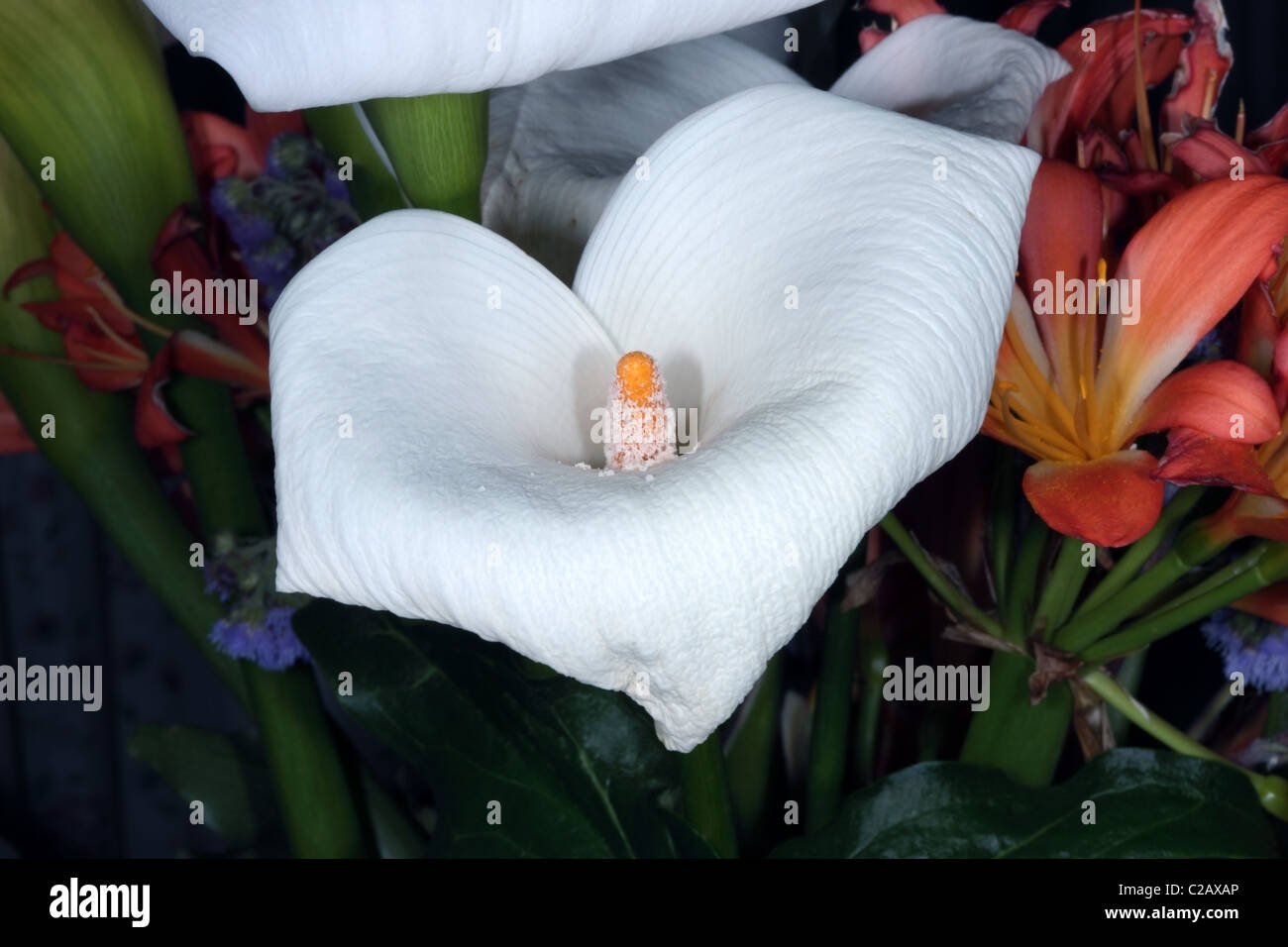 Arum Lily- Zantedeschia aethiopica- Famiglia Araceae Foto Stock