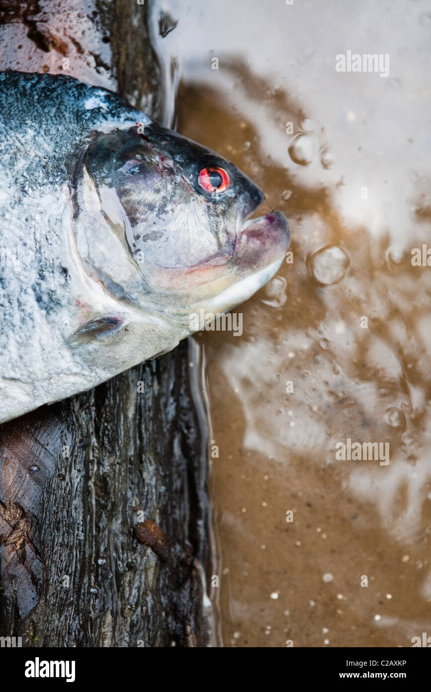 Sud America, Amazon, pesce piranha Foto Stock