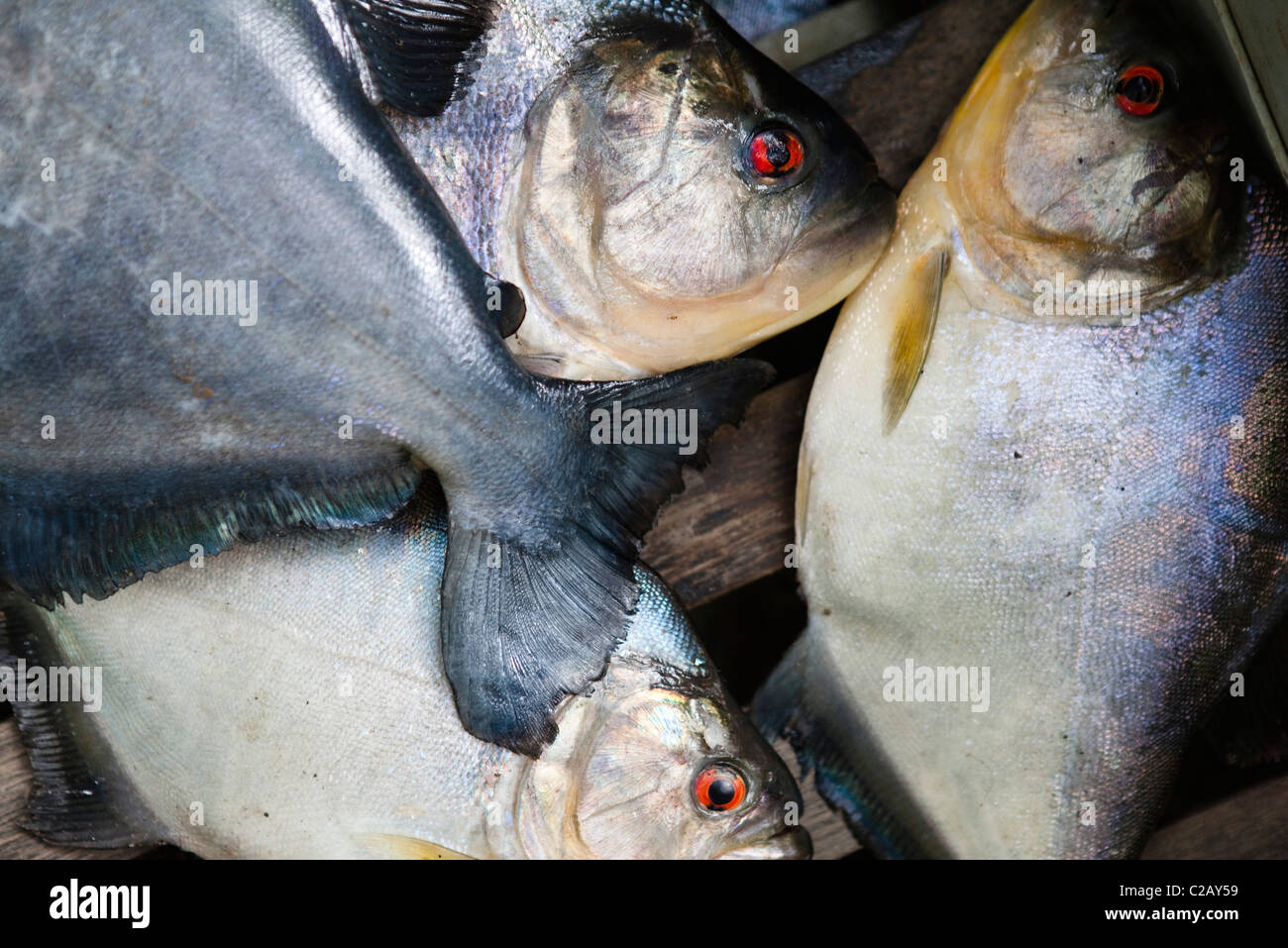 Sud America, Amazon, pesce piranha Foto Stock