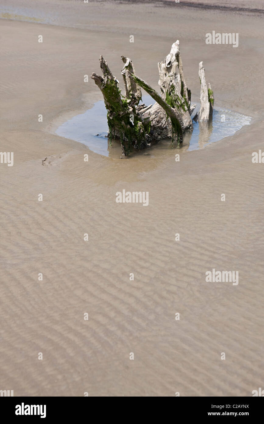 Driftwood sulla spiaggia Foto Stock