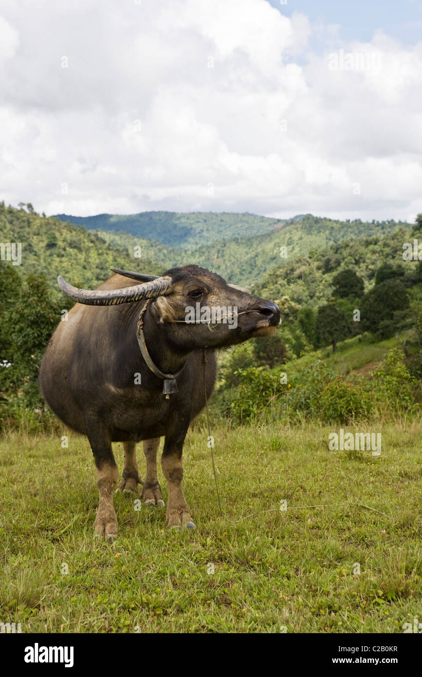 Myanmar, bufalo d'acqua, ritratto Foto Stock