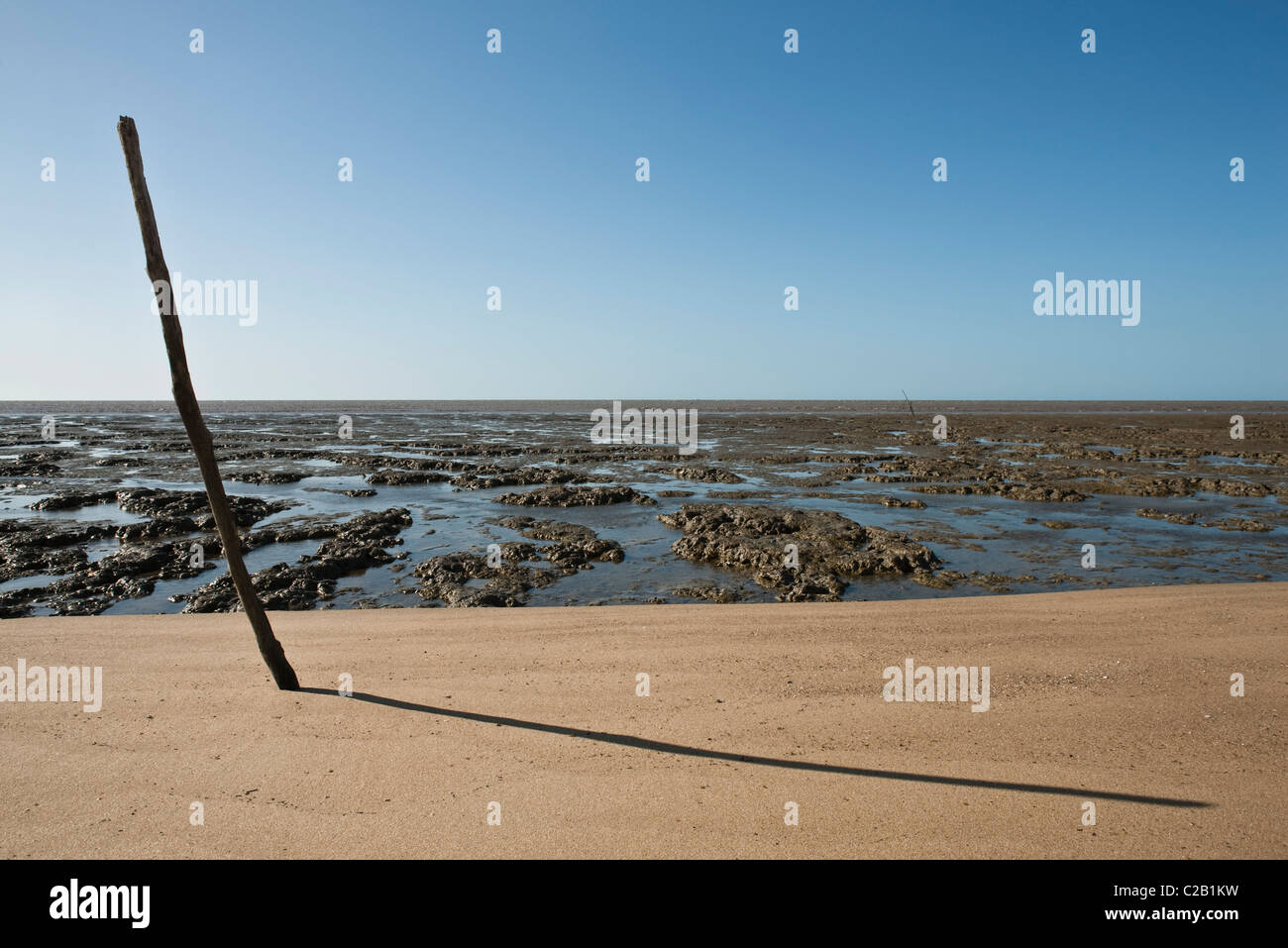 Paraspruzzi, Amazon, Sud America Foto Stock