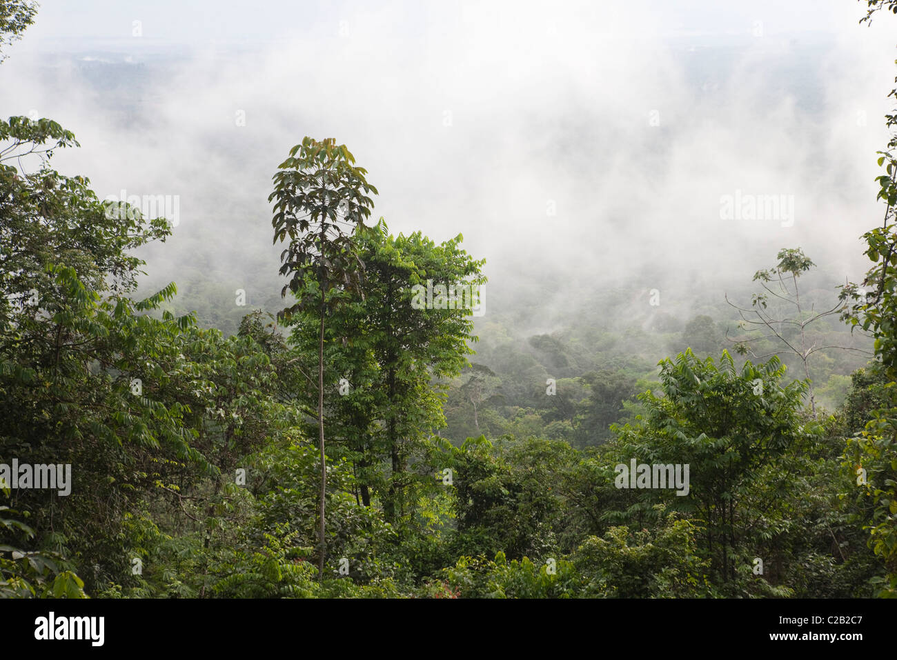 Sud America, Brasile, la foresta pluviale amazzonica in Amapa Affitto stato Foto Stock