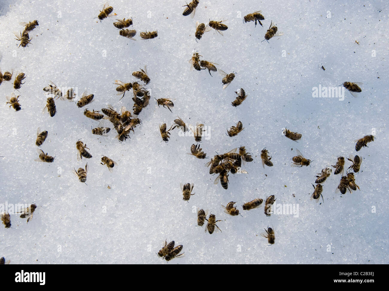 Api morto in primavera la neve dopo il rimessaggio invernale Foto Stock