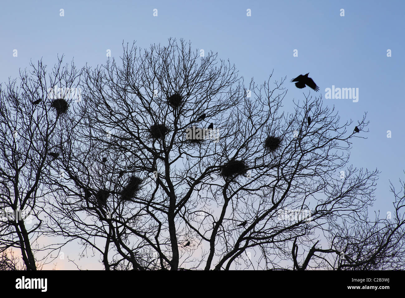 Rooks nesting in una struttura ad albero. Foto Stock