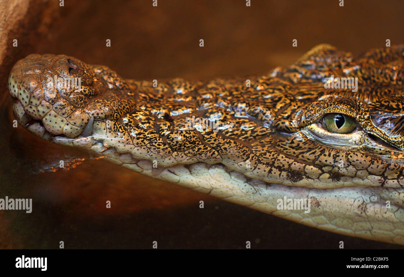 Giovani coccodrillo Crocodylus niloticus pericoloso rettile Foto Stock