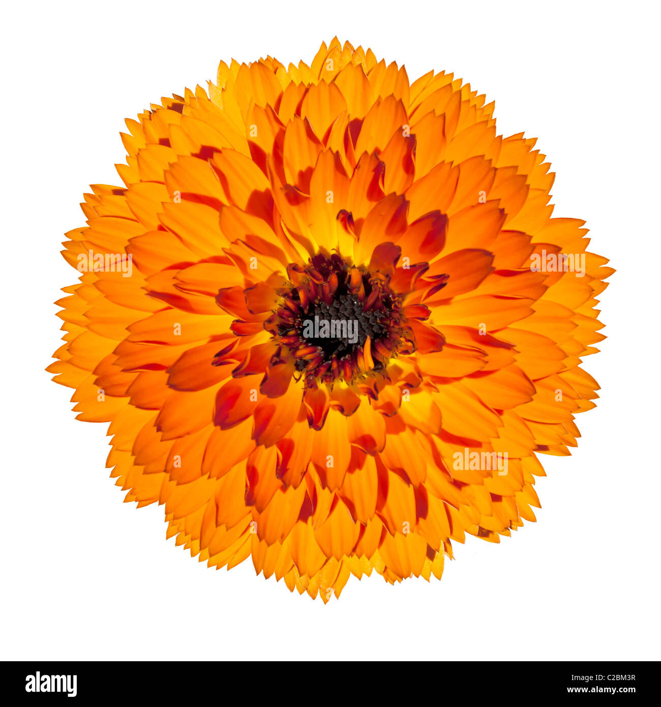 Orange Gerbera fiore in piena fioritura - Bellissima Gerbera aurantiaca isolati su sfondo bianco. Vista superiore Foto Stock