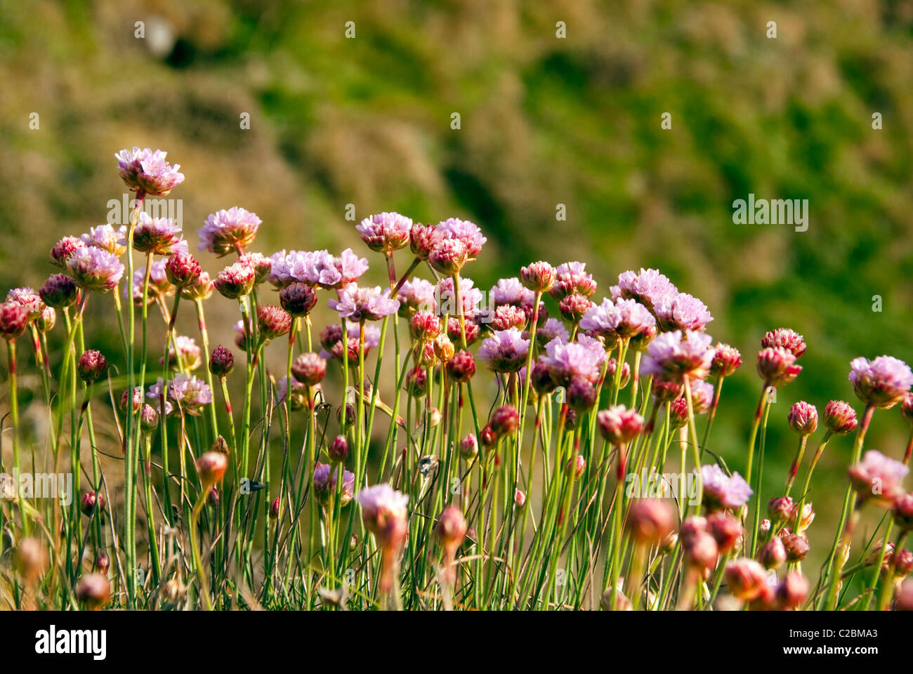 L'Armeria Maritima - Mare rosa o la parsimonia - Primo piano su un grappolo di wild fiori rosa su sfondo sfocato durante il tramonto Foto Stock