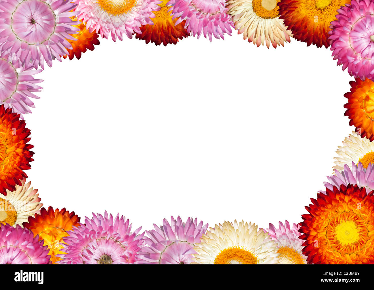 Telaio di colorati fiori di paglia isolato su bianco Foto Stock