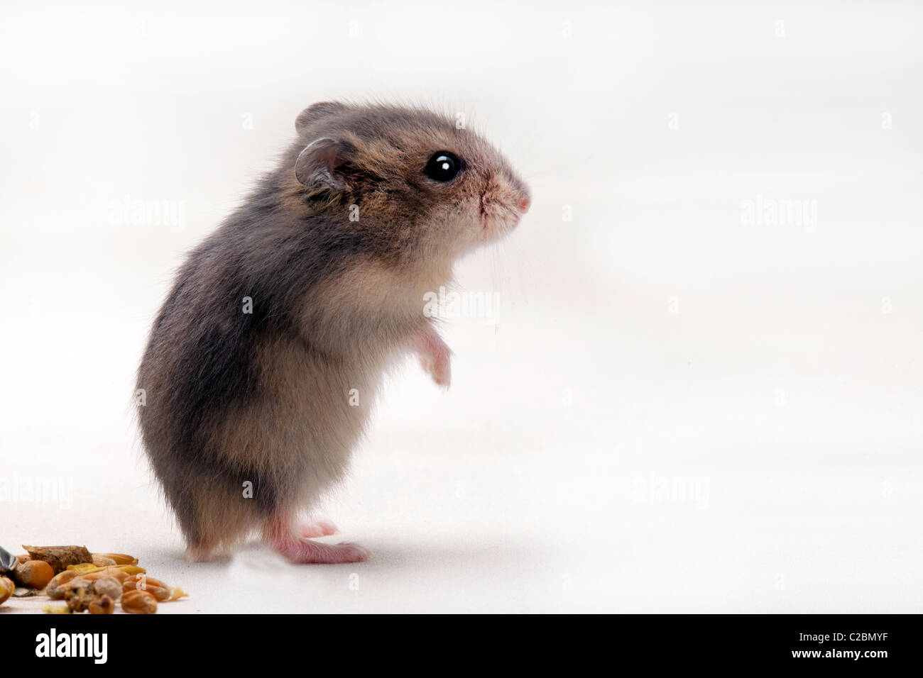 Criceto nano su bianco, in piedi Foto Stock