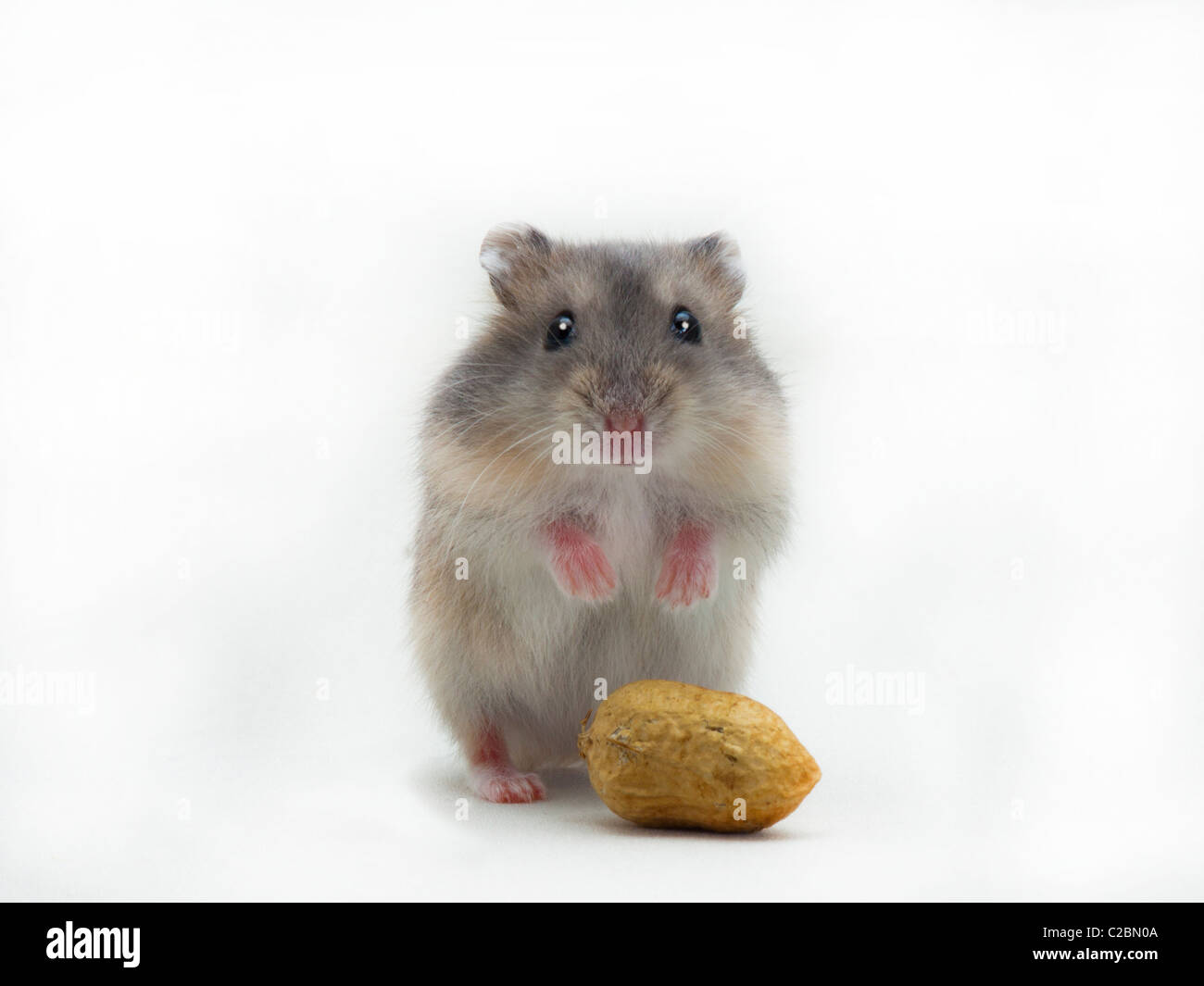 Criceto nano su bianco, in piedi Foto Stock